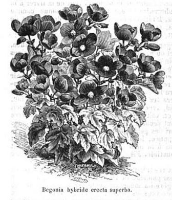 B. ‘Erecta Superba’